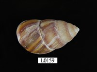 藏品(臺灣長蝸牛)的圖片